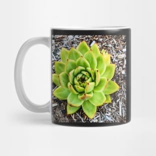 Beautiful Green Aloe Mug